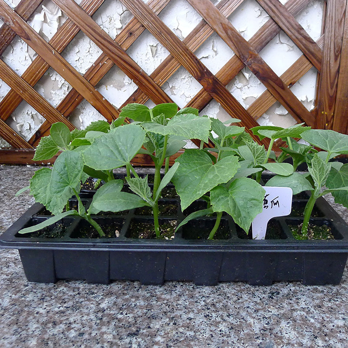 24-Cell Seed Starting Tray with Vented Dome and Drainage Base, Clear Plastic - Image 6